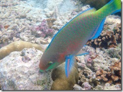 parrotfish2